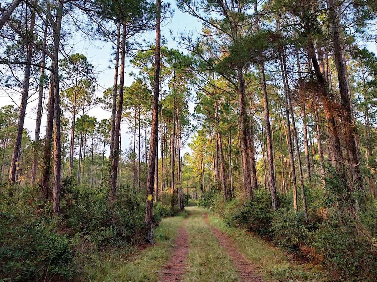 Moses Creek Conservation Area, Florida. (Garret K. Woodward photo)