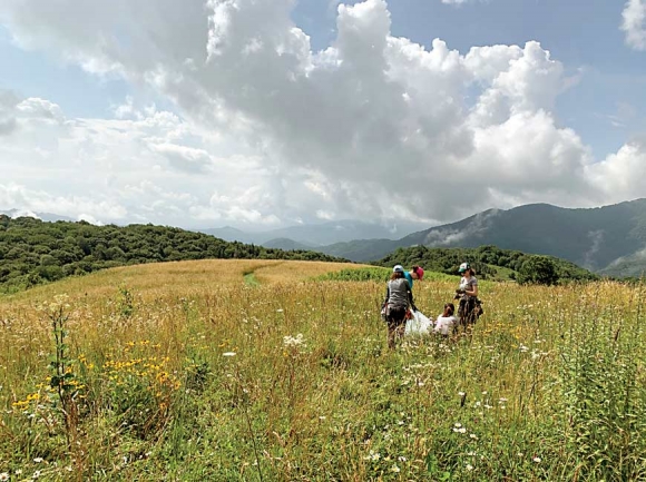 The crew removes invasive species at Purchase Knob. Donated photo