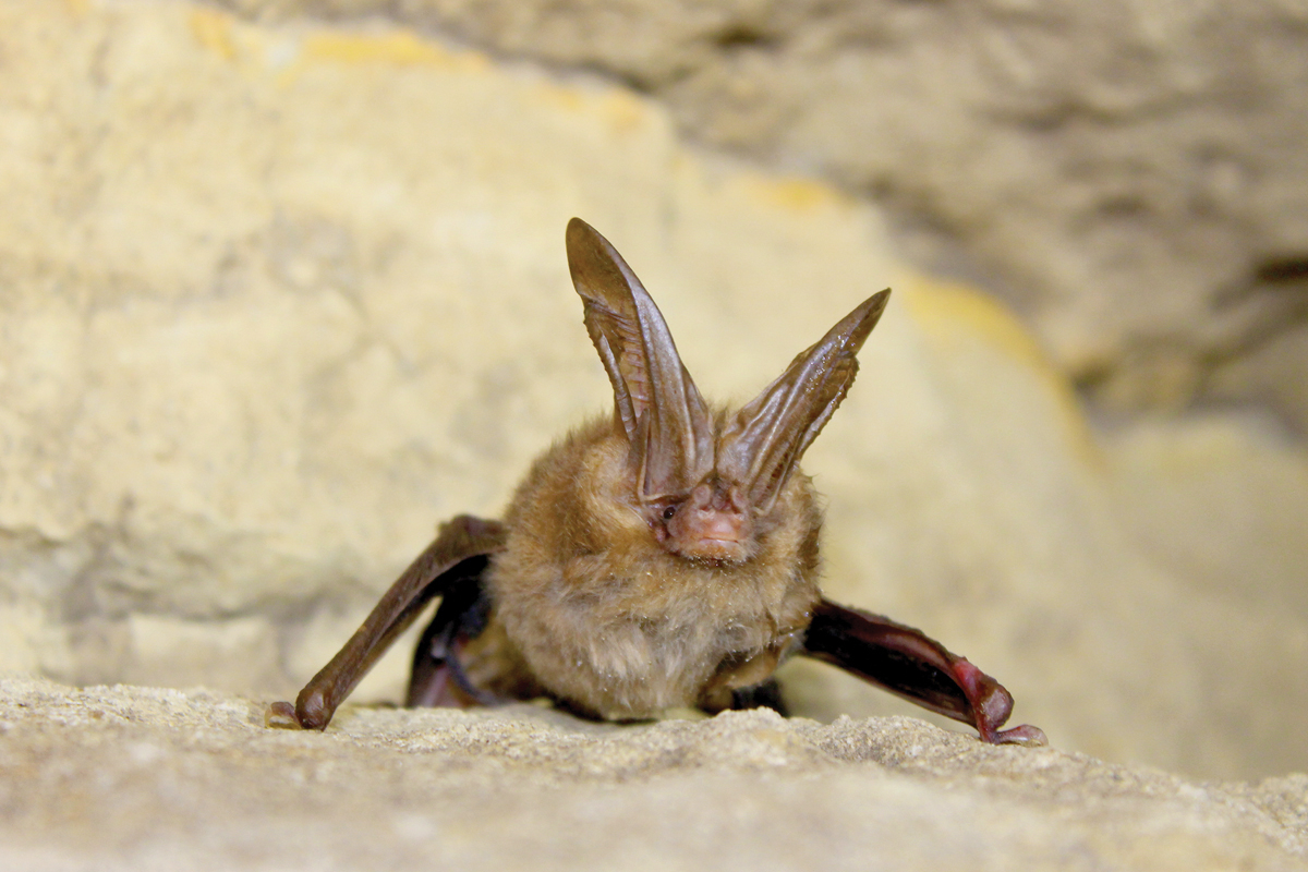 The Virginia big-eared bat has been listed as endangered since 1979. Larisa Bishop-Boros photo