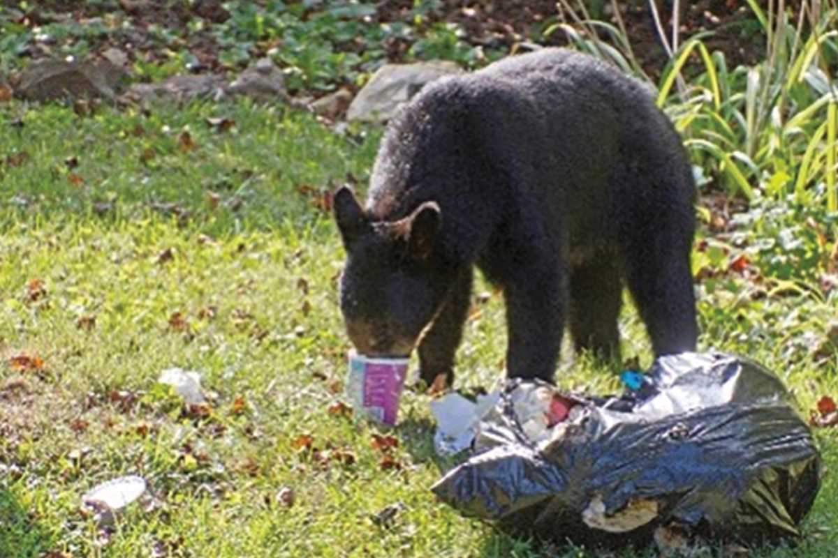 Bears becoming accustomed to human trash creates danger for them and for their human neighbors. Beth Pape photo