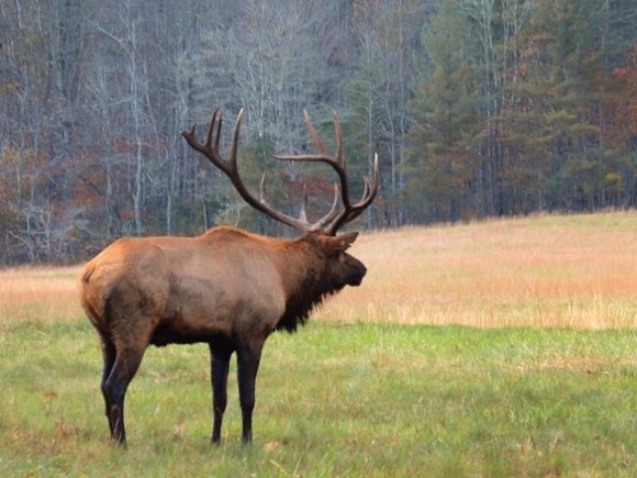 Two elk found dead on Jonathan Creek dairy farm