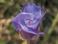 Notes from a plant nerd: Gentians, pronounced like ‘gen-shun’
