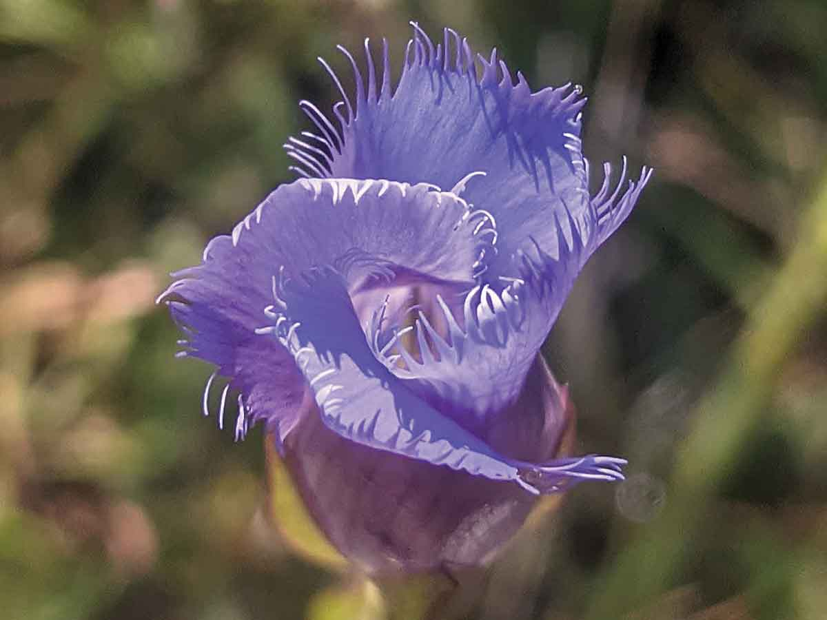 Like other gentian species, the fringed gentian, Gentianopsis crinite, has blue-to-purple flowers that grow in tubular form. Adam Bigelow photo