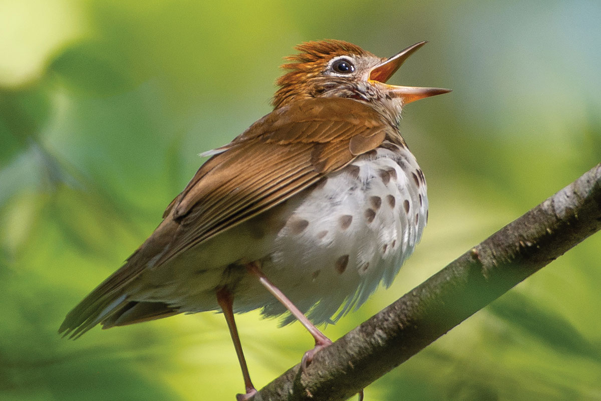 A male woodthrush fills the woods with song. Fred Coyle photo