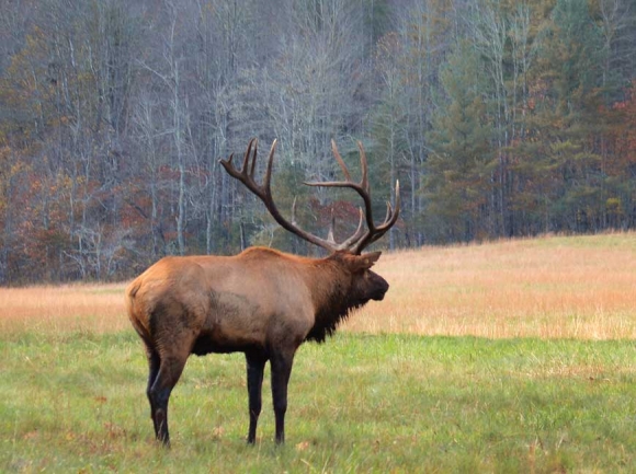Chronic wasting disease found in Tennessee