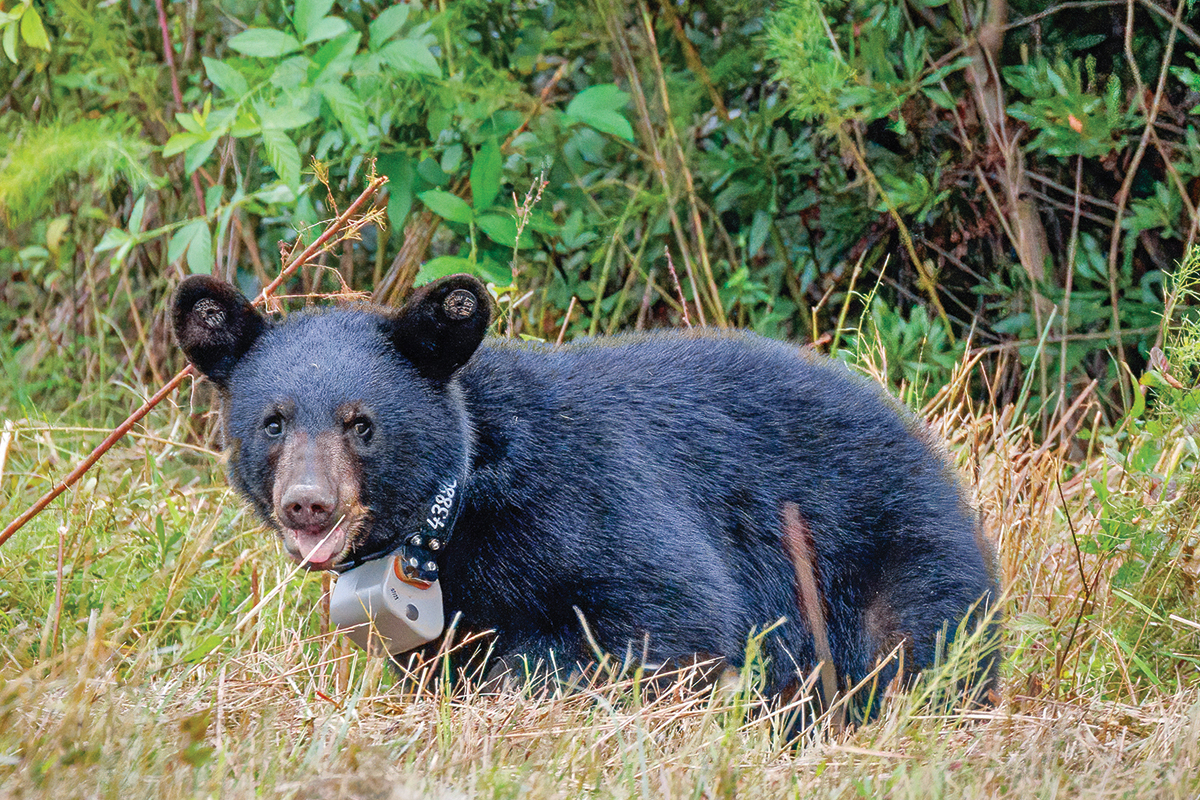 If bear cubs are seen alone, they are rarely orphaned. 