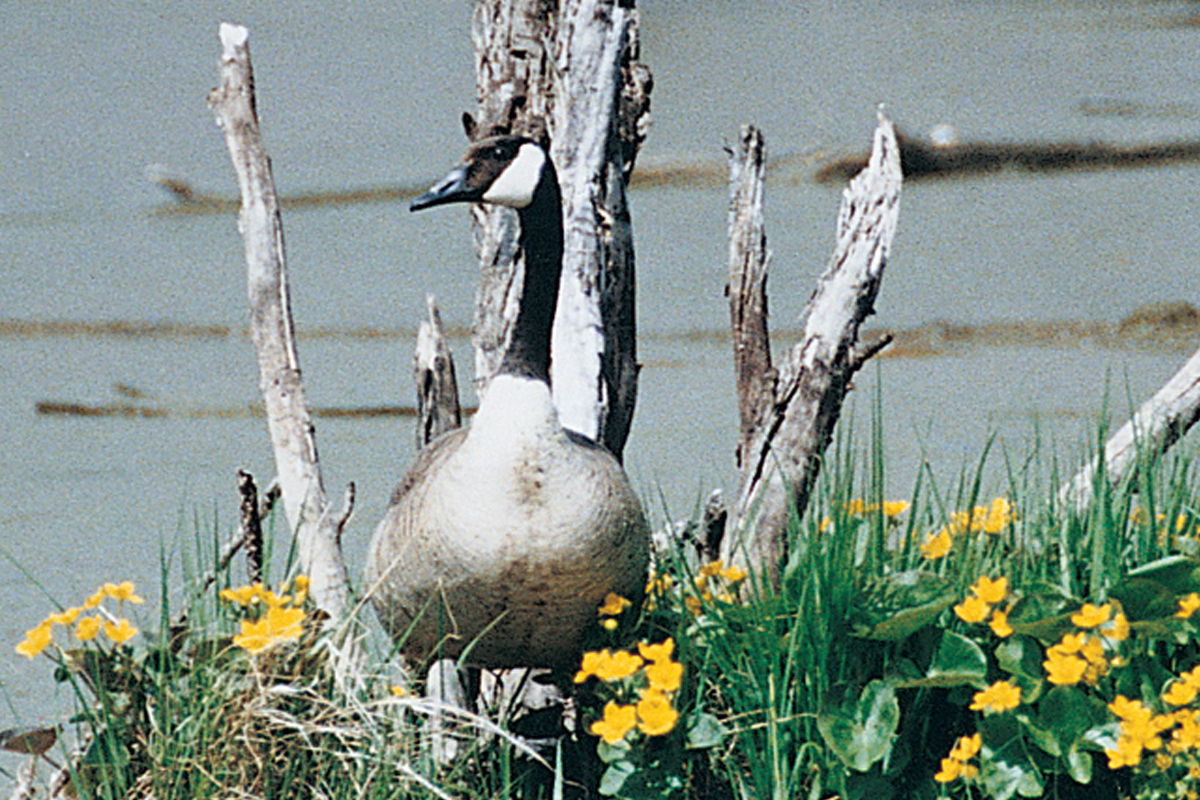 The daily bag limit for Canada geese will decrease this year. Stock photo