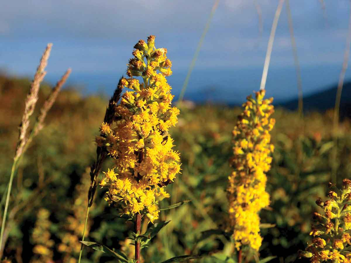 Goldenrod flowers bloom beneath autumn skies. Adam Bigelow photo