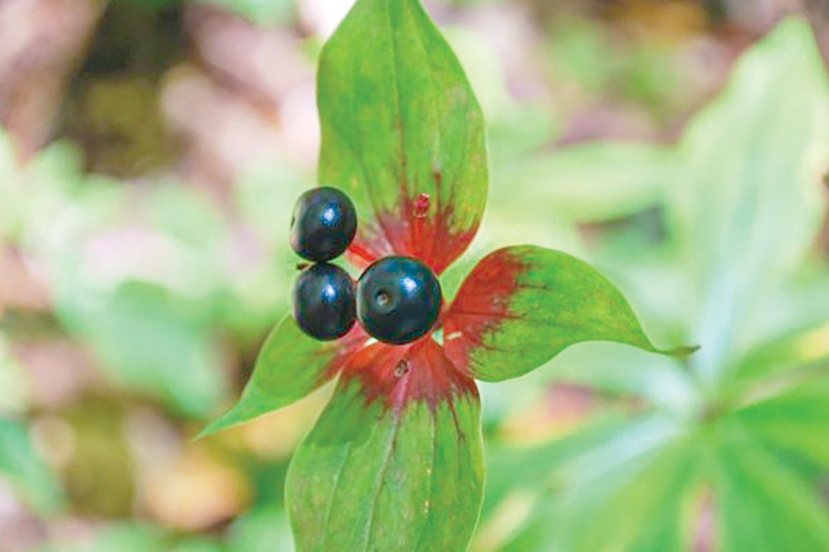 Medeola virginiana. Adam Bigelow photo