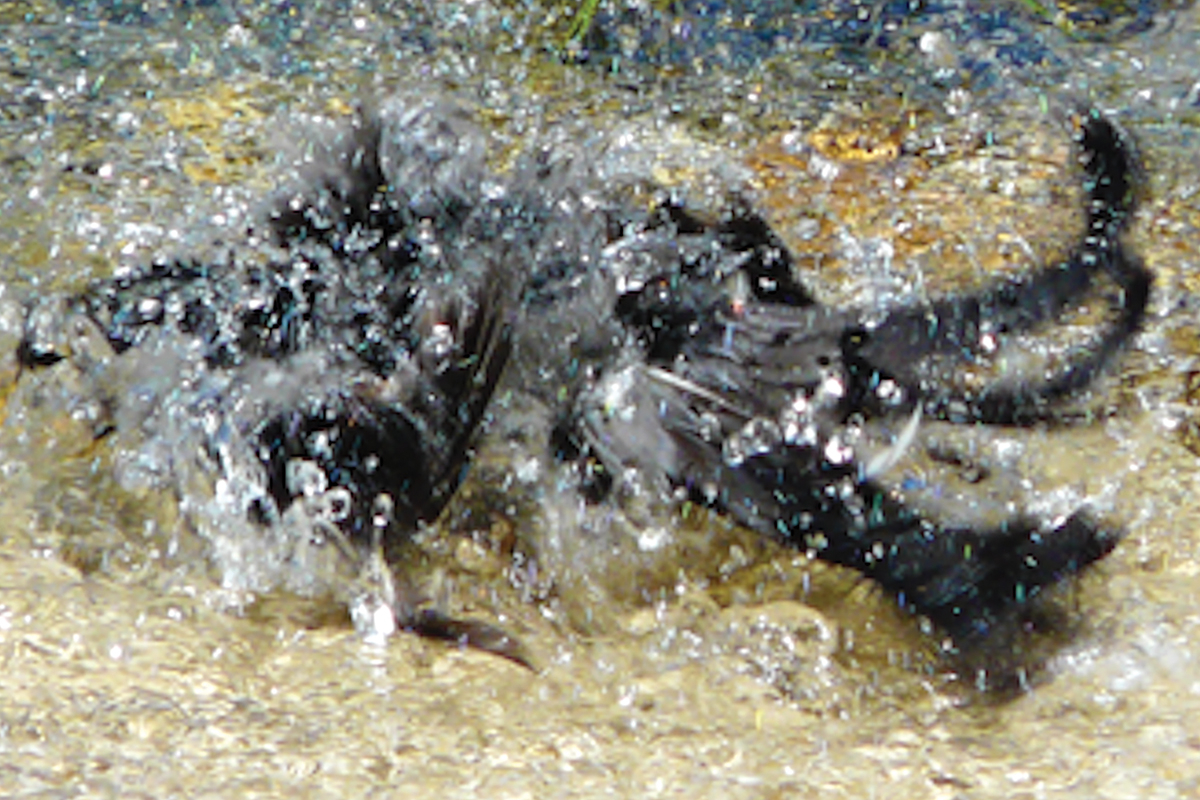 When a robin takes a bath, it’s an explosion of water and feathers.  Fred Coyle photo.