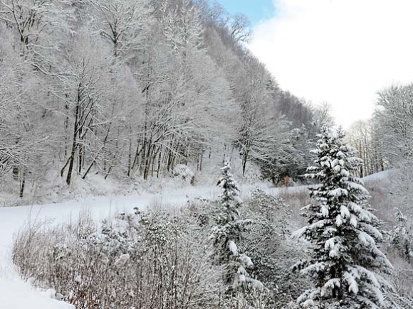 At home in the snow