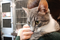 Macon to explore private solution to animal control