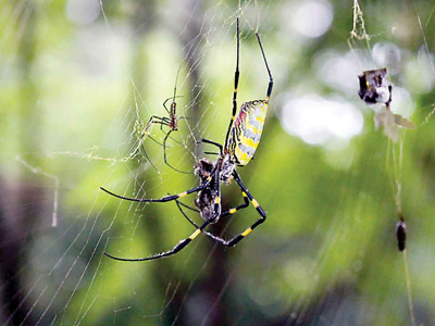 Joro spiders: Huge, invasive species spreading. Is Florida next?