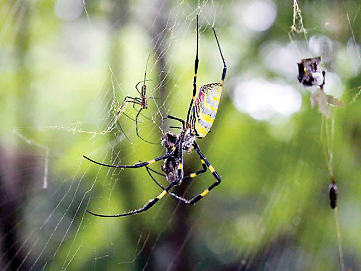 An adult female Joro shares a web with the much smaller adult male.  Carly Mirabile/University of Georgia/Bugwood.org photo