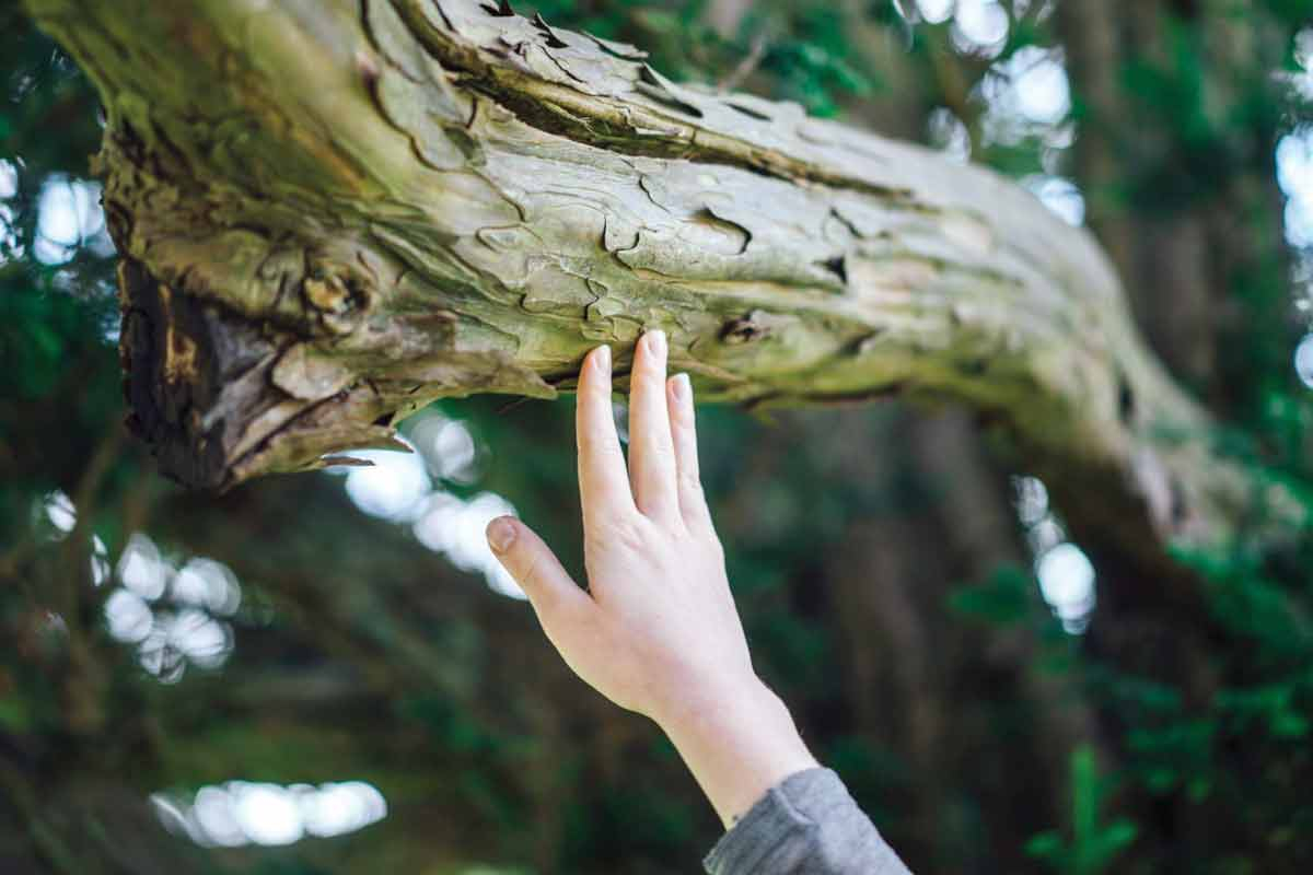 Mainspring will hold a series of events celebrating trees and the outdoors this Arbor Day weekend. Paul Rysz photo