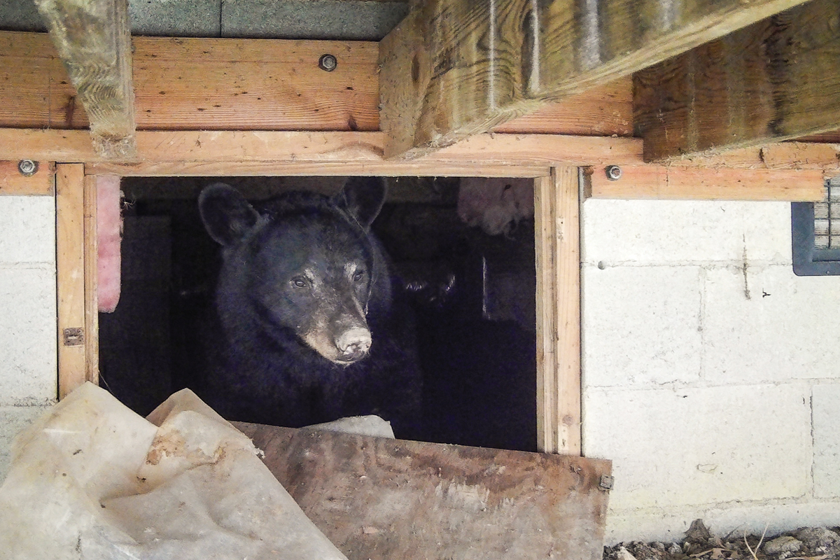 Some bears have already begun denning. 