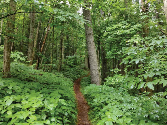 Cataloochee Divide Trail. (photo: Garret K. Woodward)