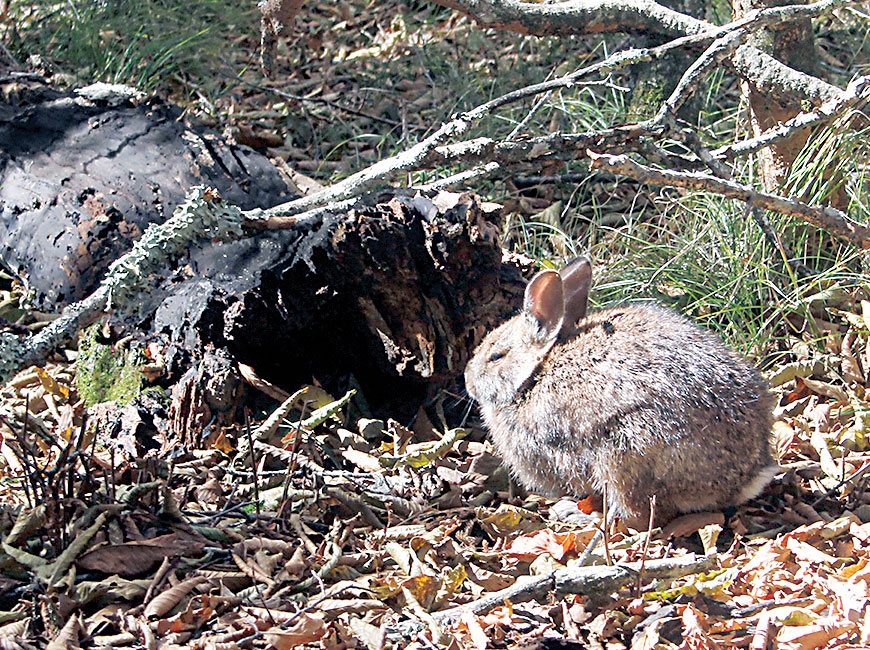 Appalachian cottontails are designated a species of concern by the U.S. Fish and Wildlife Service and classified as vulnerable to critically imperiled throughout most of their range. Andrea Shipley/NCWRC photo