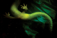 Word from the Smokies: A salamander’s glow could shed light on a biological mystery