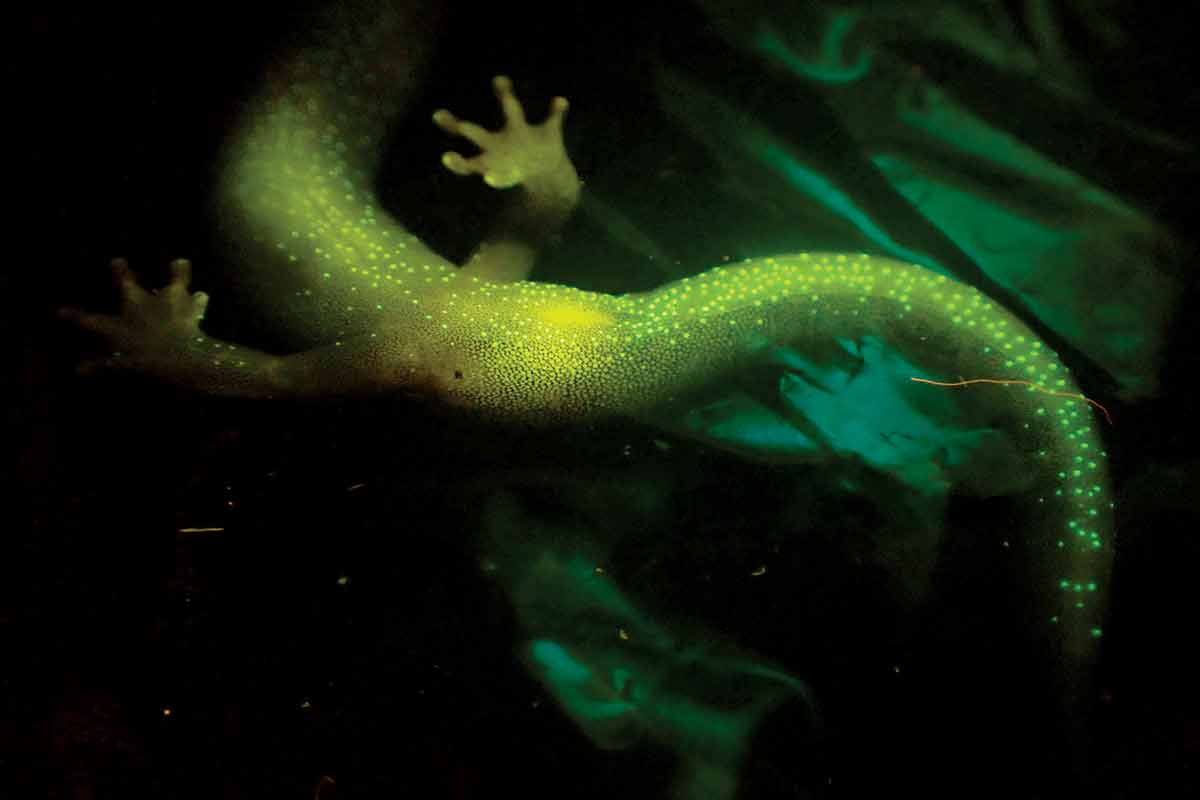 The tail of a southern gray-cheeked salamander emits a greenish glow.  Jonathan Cox photo