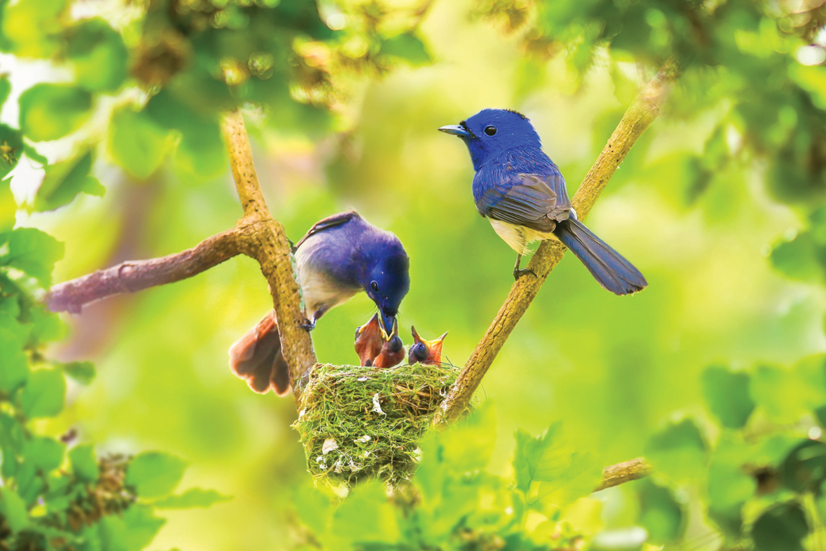 Join Franklin Bird club for walks