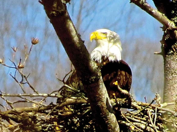 Eagle perched at nest back in March - Lake Junaluska. Don Hendershot photo