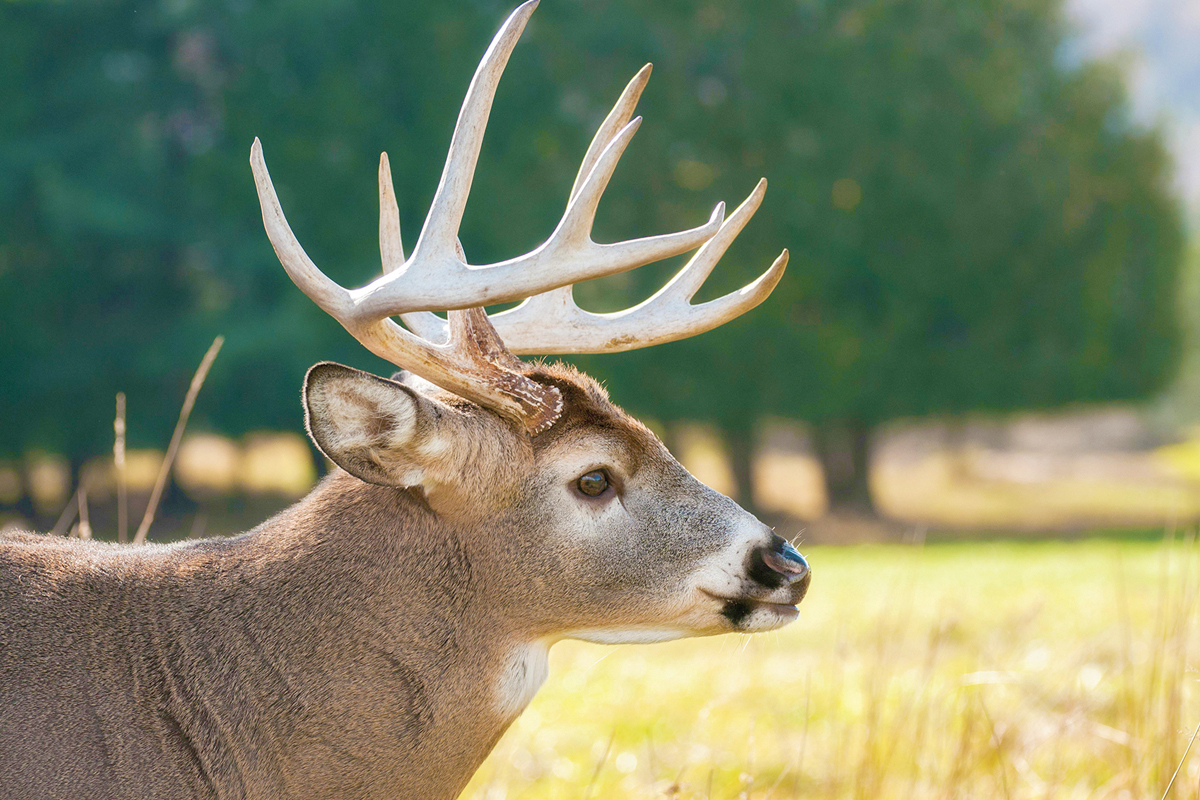 Chronic wasting disease isn’t a danger to humans but poses a serious threat to the deer population. Stock photo