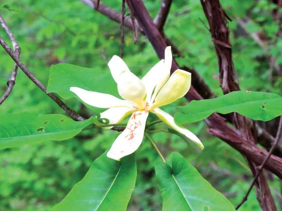 Magnolia fraseri showing the auriculate leaves. Don Hendershot photo