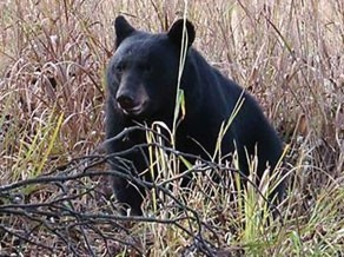 Pick up tips for living with bears