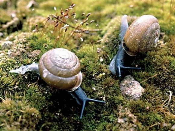 The Naturalist&#039;s Corner: Escargot — no