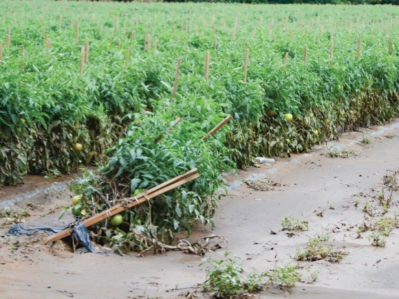 Due to food safety laws, even crops like these tomatoes in Cruso, which look to be relatively intact after the floodwaters receded, will have to be destroyed. This is due to possible contamination in the soil and water. Aug. 19. Holly Kays photo