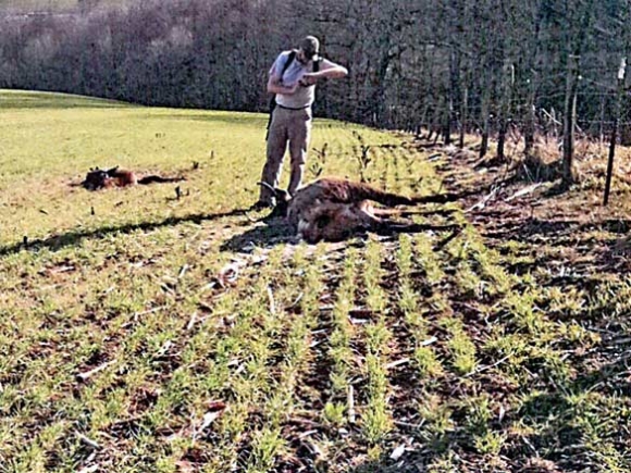 No elk allowed: Two-mile fence keeps elk off dairy farm following winter shooting of seven animals