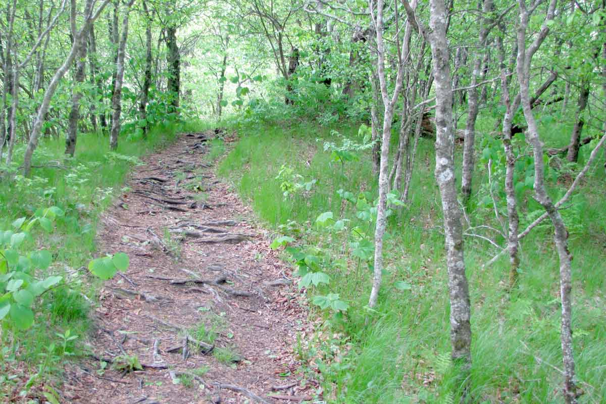 Forest Service finalizes project to restore hardwood forests