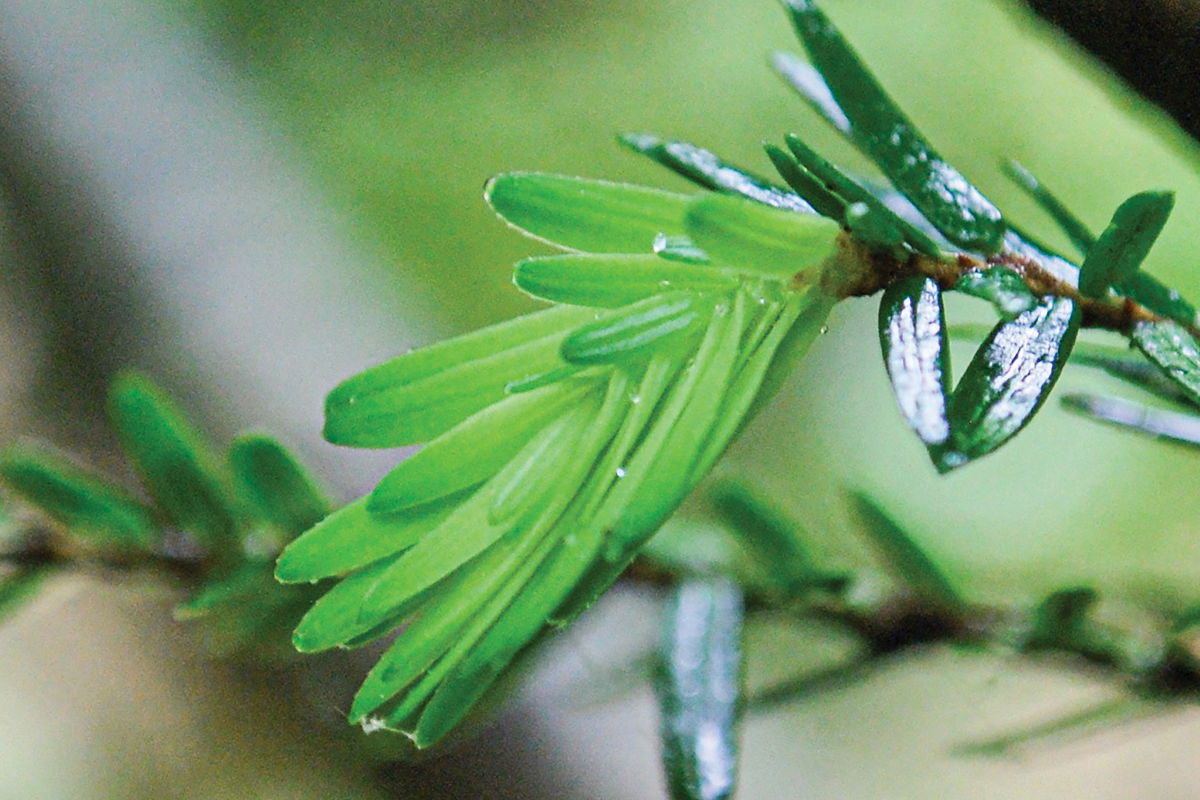Hemlocks once dominated the Southern Appalachian region, but due to the wooly adelgid infestation, their population has diminished significantly in recent years. Adam Bigelow photo