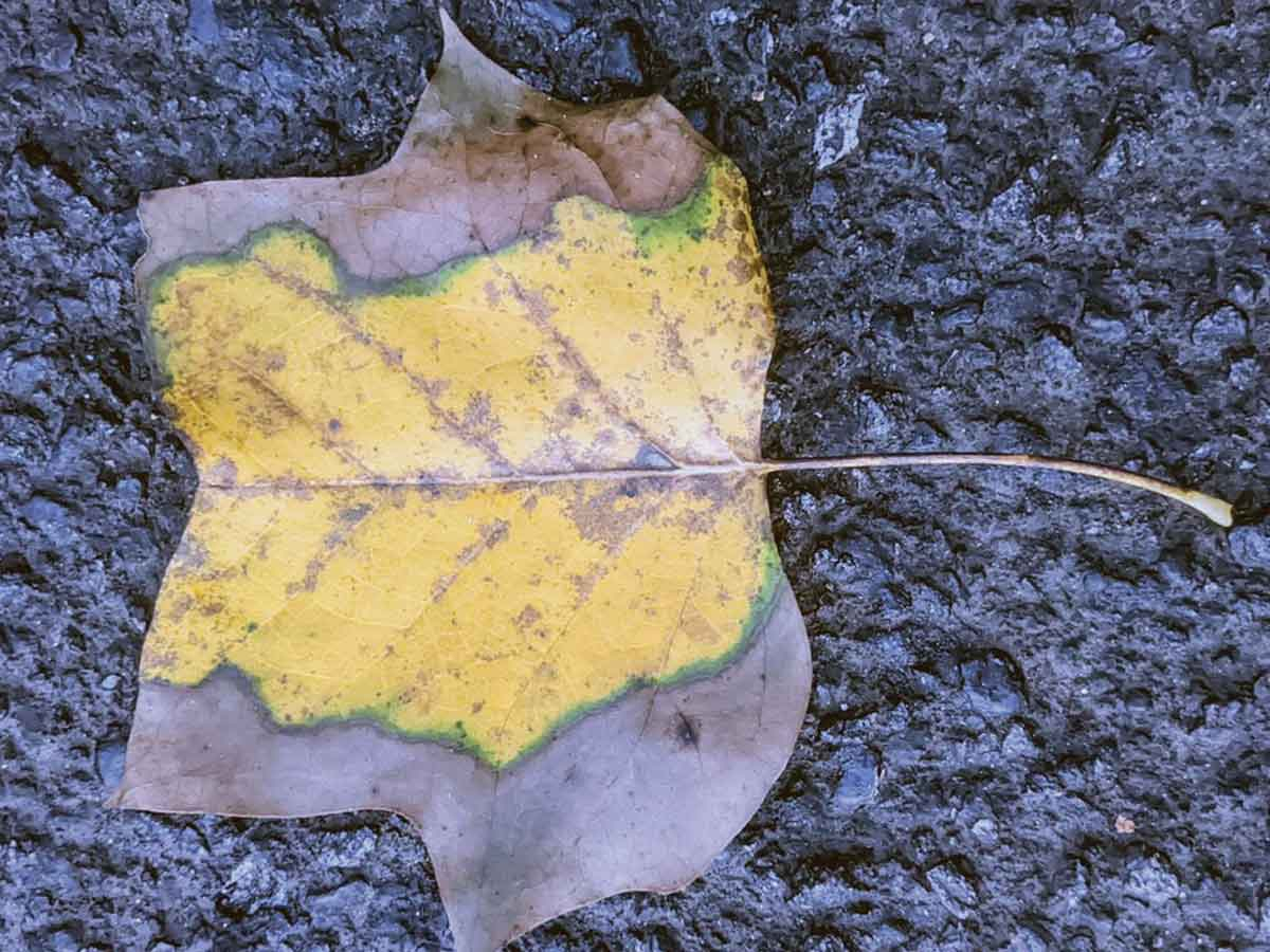 Fallen leaves like this tulip-poplar leaf provide a natural fertilizer, as well as winter shelter for a variety of animals and insects. Adam Bigelow photo