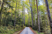 This must be the place: ‘Electric lizard, catching the flies, off the walls of this honky-tonk, my disguise’