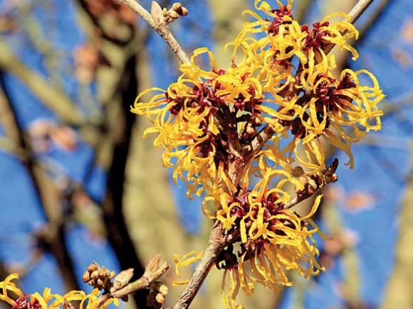 Witch-hazel has adapted as a late flowering plant