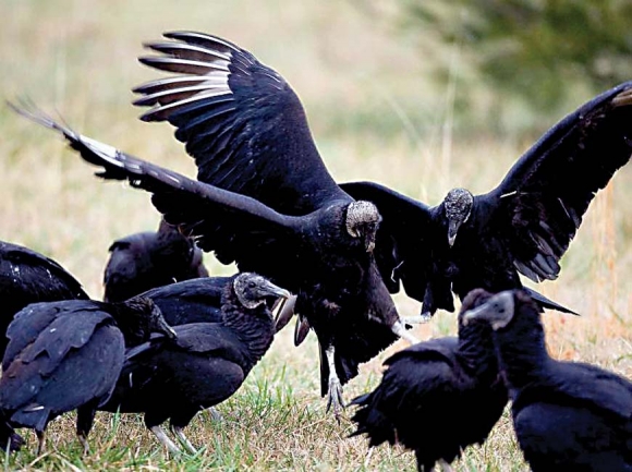 Cherokee thought buzzards possessed powers