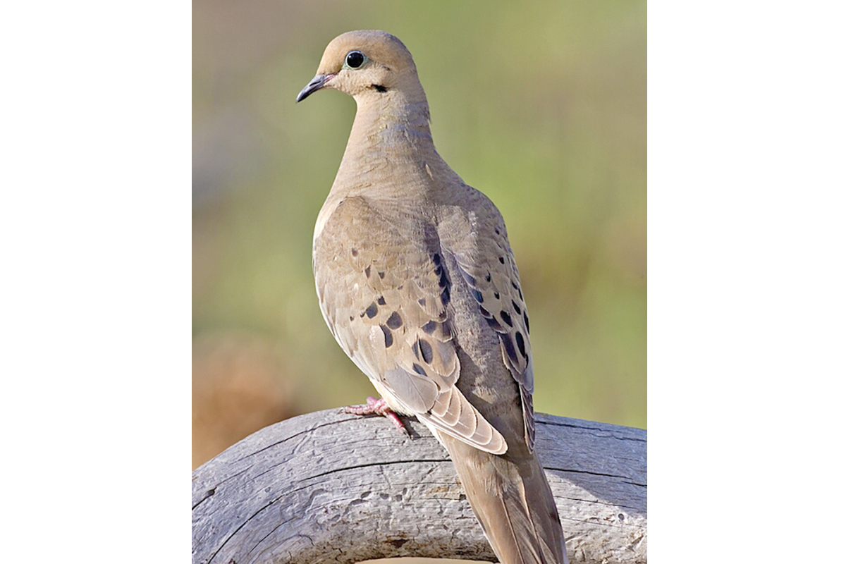 Mourning dove. File photo