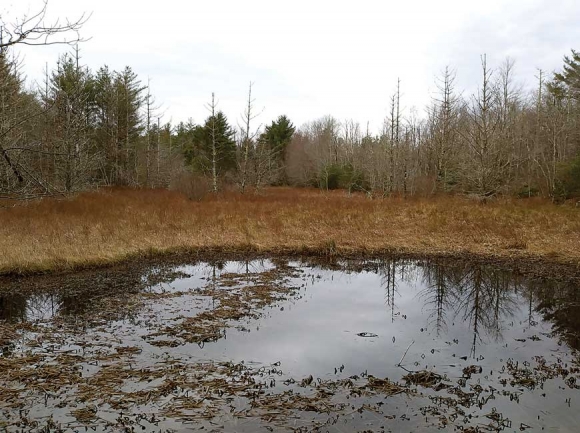 Mountain bogs like the Jonas Ridge Bog are rare ecosystems in the Southern Appalachians. FCNC staff photo