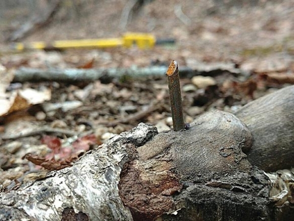 Spikes found in Pinnacle Park, runner injured