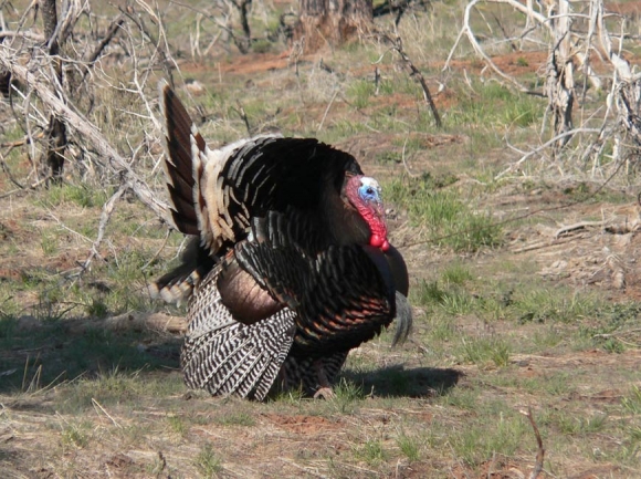 A wild turkey. NPS photo