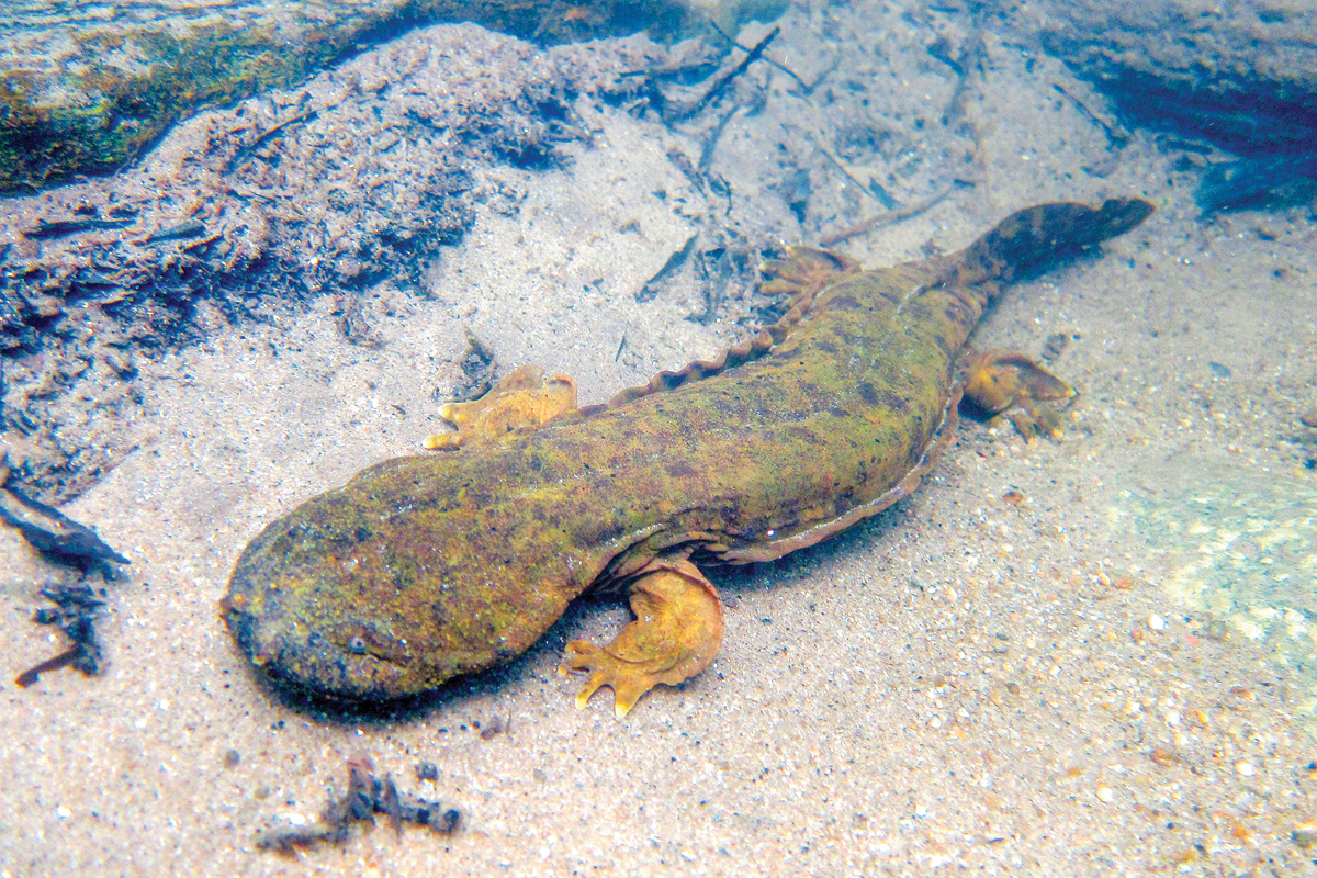 Hellbenders are an Appalachian treasure. Lori Williams photo