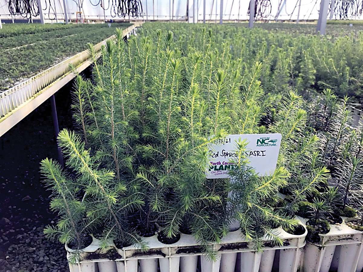 Red spruce seedlings grow in a state-run greenhouse. Donated photo