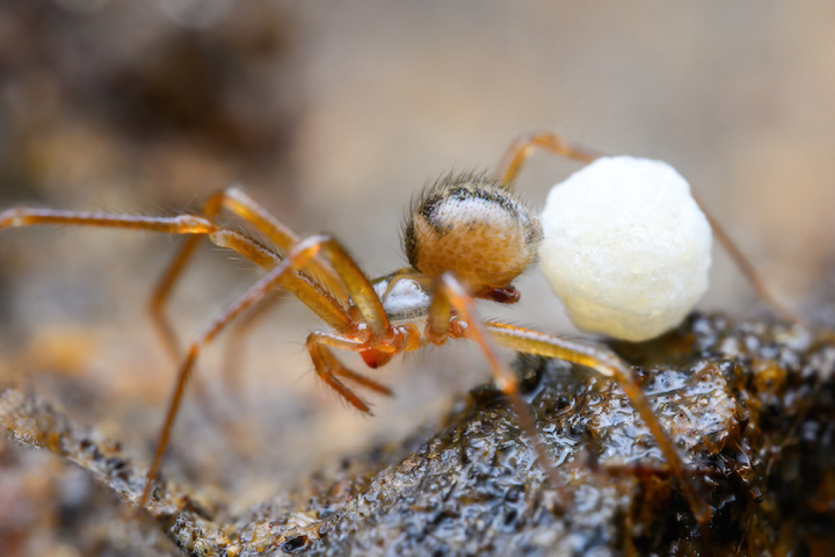 An adult female Nesticus nasicus spider carries her egg sac. Marshal Hedin photo