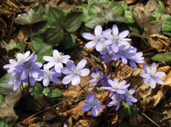 Hepatica. Donated photo