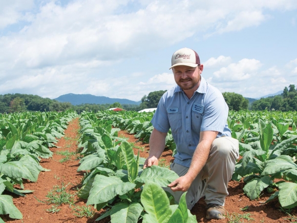 Research specialist Tucker Worley cares for an acre of cigar wrapper tobacco plants at the Mountain Research Station in Waynesville. Holly Kays photo