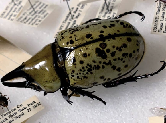 The arthropod collection includes about 10,000 specimens. Donated photo