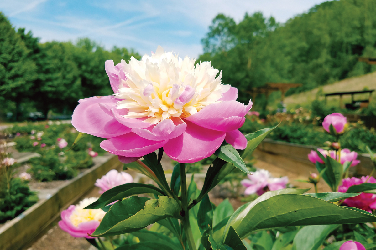 The Peonies can live for over 100 years. 