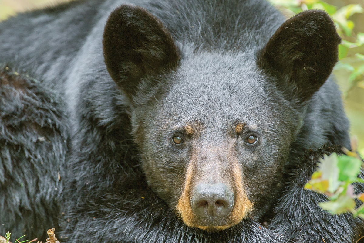 An estimated 8,000 black bears live in the mountain region. Bill Lea photo